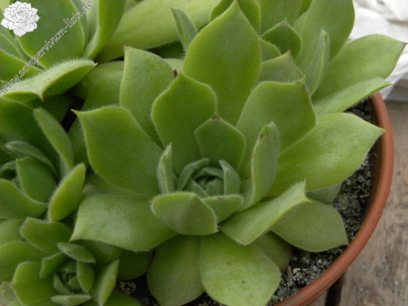 wulfenii ssp. juvanii from Donačka gora