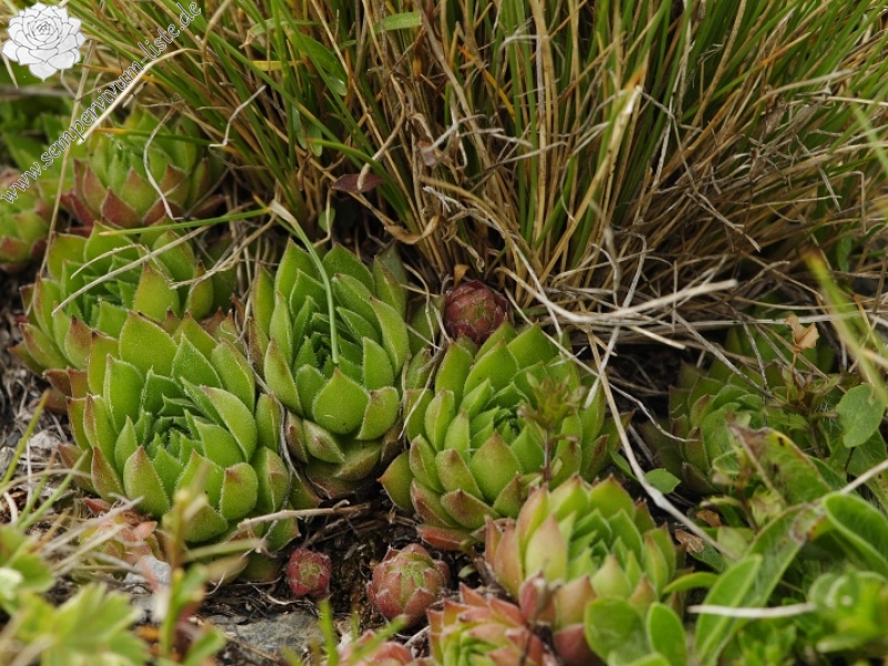 marmoreum ssp. reginae-amaliae (macedonicum) from Golem Korab, O