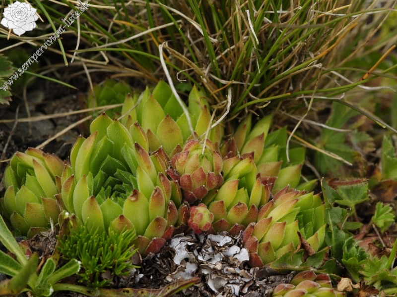 marmoreum ssp. reginae-amaliae (macedonicum) from Golem Korab, O
