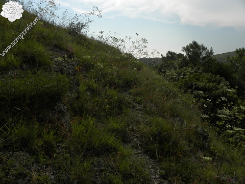 marmoreum ssp. marmoreum from Cheile Turzii (unten)