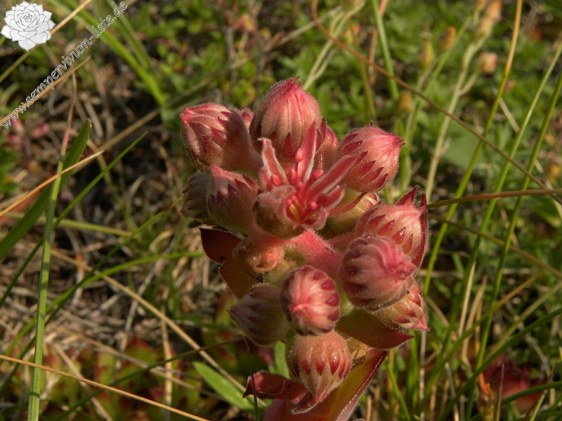 marmoreum ssp. marmoreum from Ćurovac, Aussicht