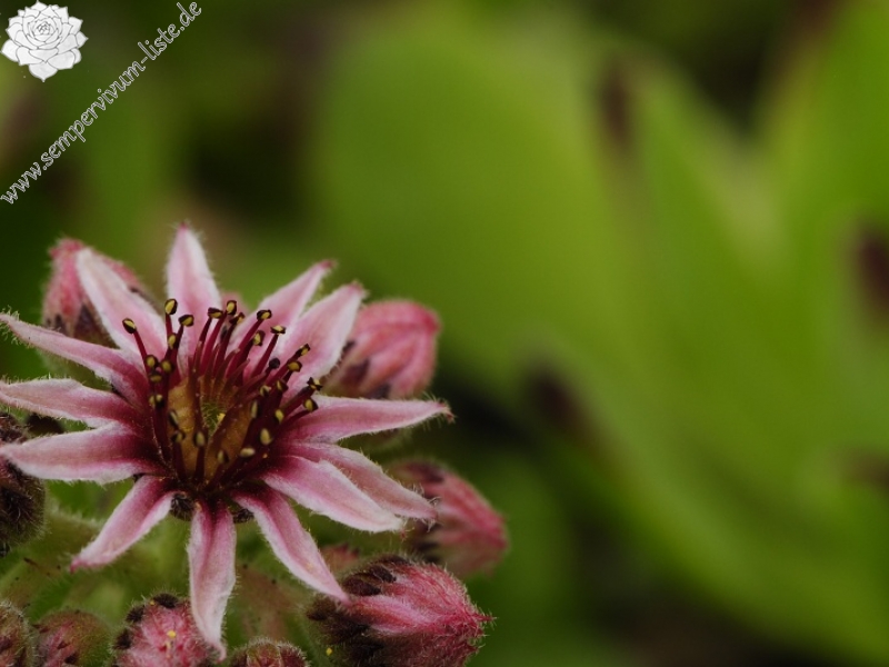 marmoreum ssp. marmoreum (balcanicum) from Mara Gidik
