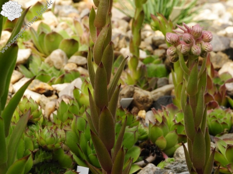 marmoreum ssp. marmoreum from Cheile Turzii (oben)