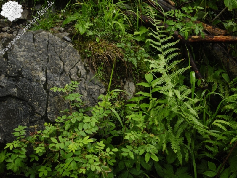 globiferum ssp. hirtum (preissianum) from Monkova dolina, Mitte
