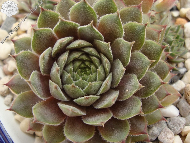 Belladonna