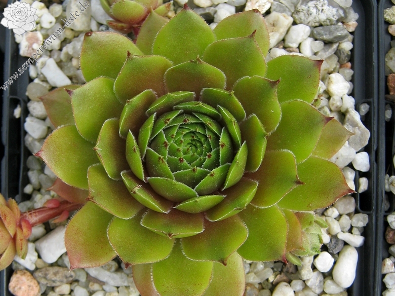 Benala