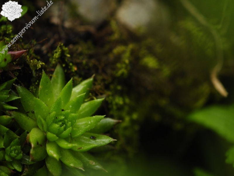 globiferum ssp. hirtum (preissianum) from Monkova dolina, Mitte