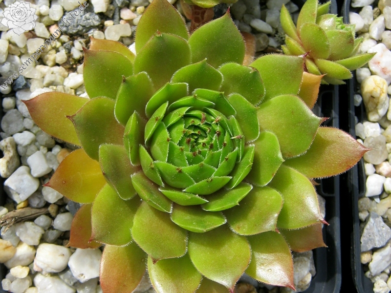 Benala