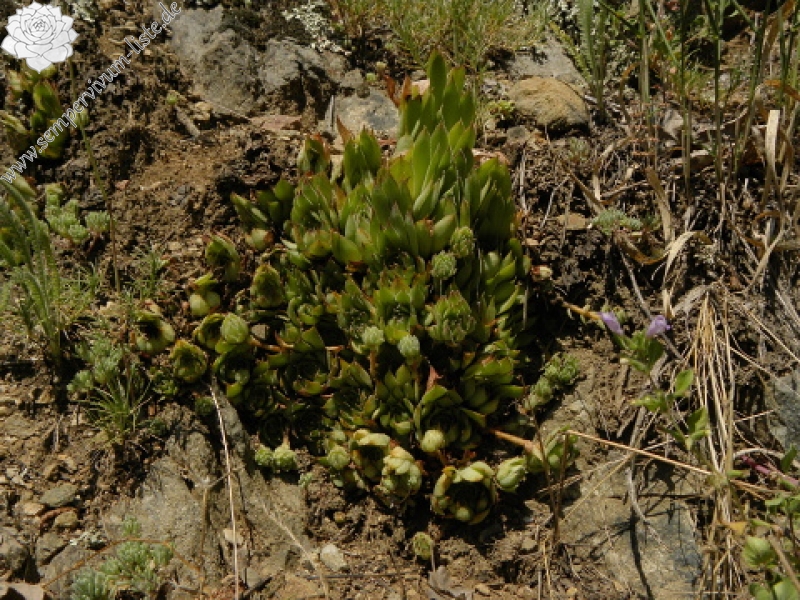 marmoreum ssp. marmoreum from Straße nach Ilovita