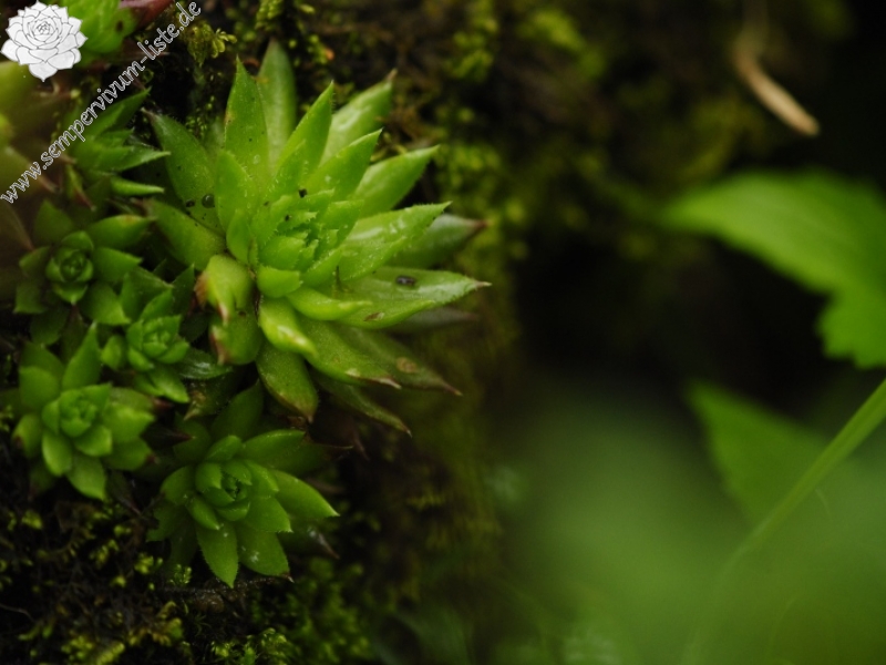 globiferum ssp. hirtum (preissianum) from Monkova dolina, Mitte