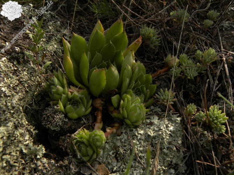 marmoreum ssp. marmoreum from Cheile Turzii (unten)