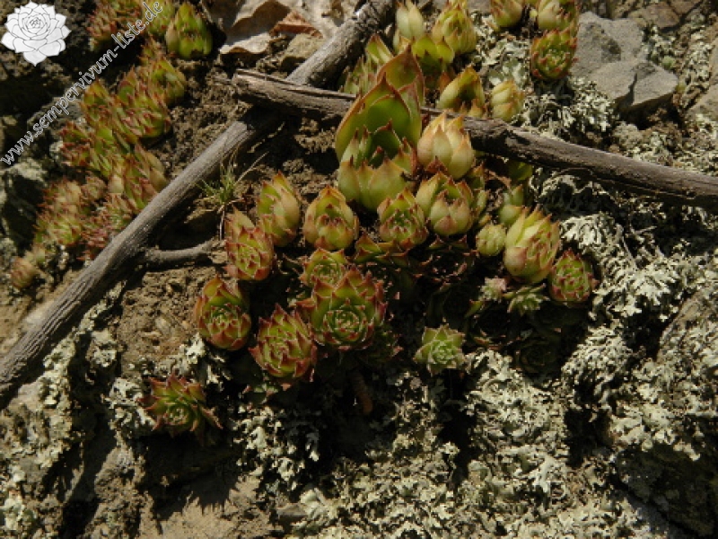 marmoreum ssp. marmoreum from Straße nach Ilovita