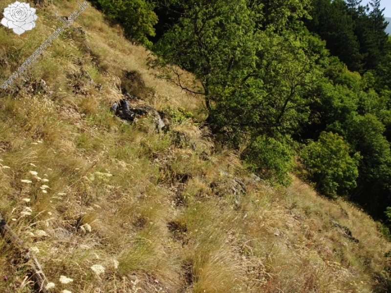 marmoreum ssp. erythraeum from Abhang oberhalb Bačkova Češma