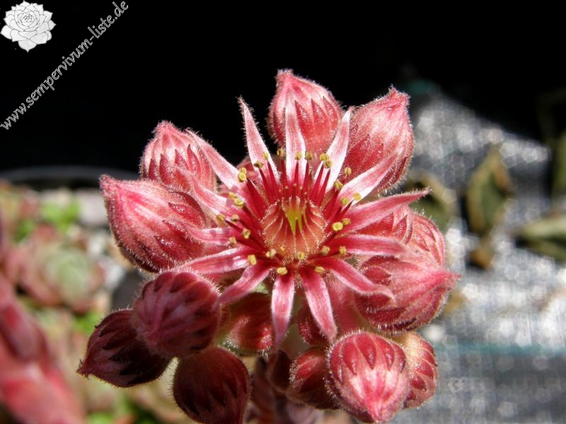 Belladonna