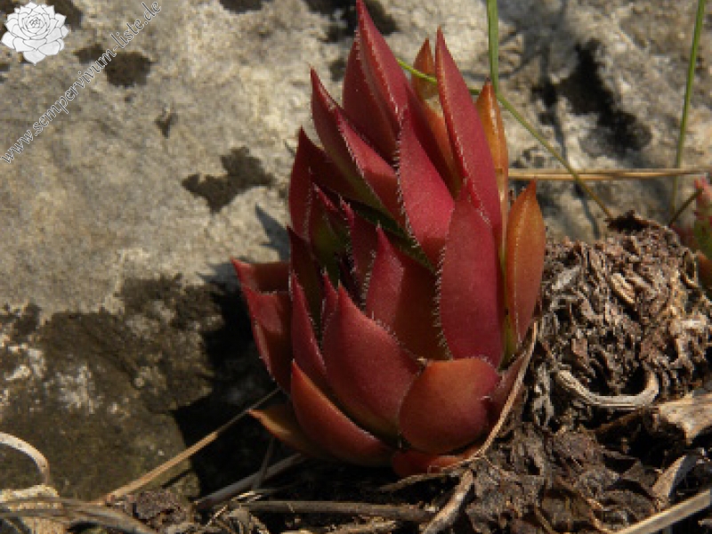 marmoreum ssp. marmoreum from Cheile Turzii (oben)