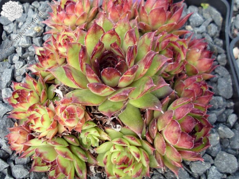 tectorum var. tectorum (triste)