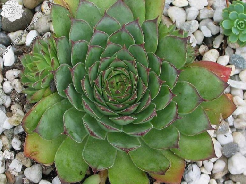tectorum var. arvernense from Rocher de Bonnevie (Typ 01A)