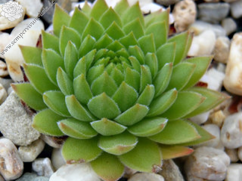 marmoreum ssp. reginae-amaliae (macedonicum)