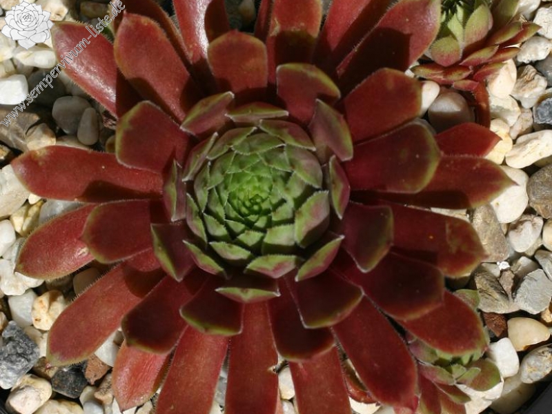 marmoreum ssp. marmoreum (rubicundum)