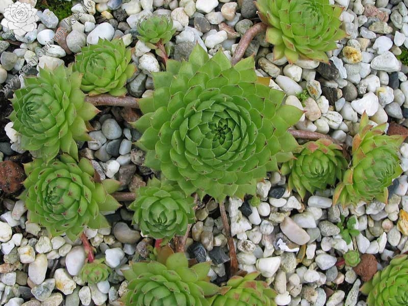 marmoreum ssp. matricum
