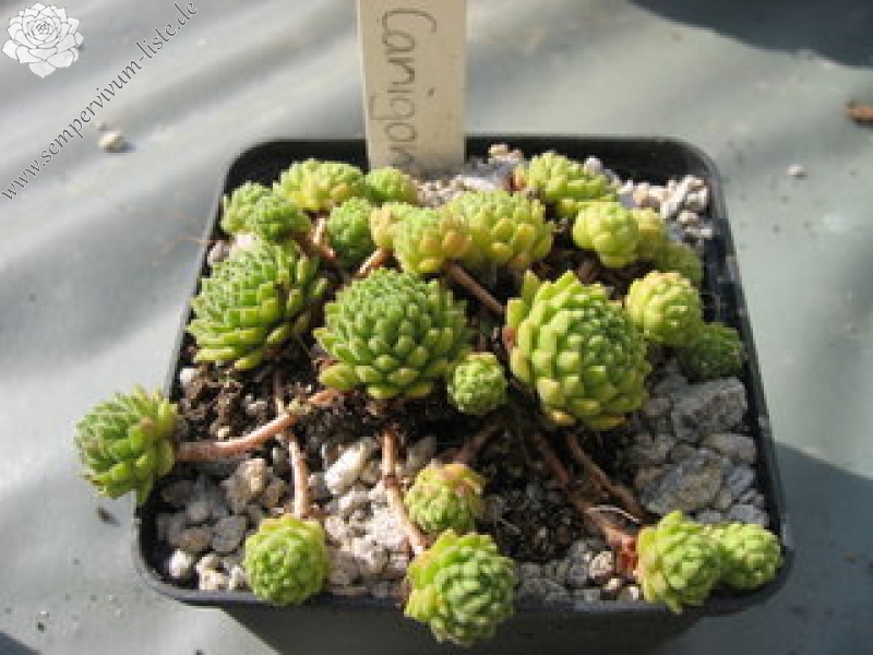 montanum from Mt. Canigou