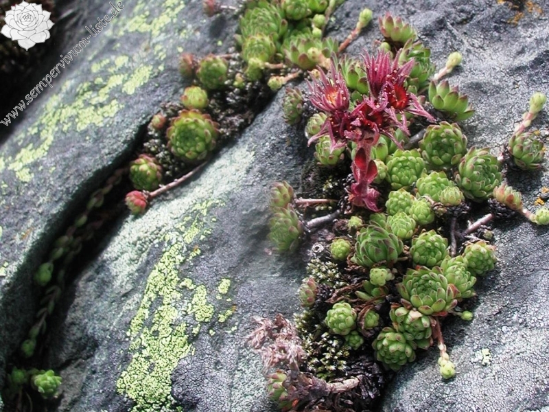 montanum from Furkapass