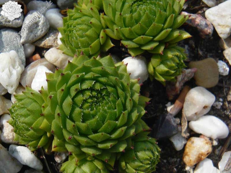 montanum (monticolum)