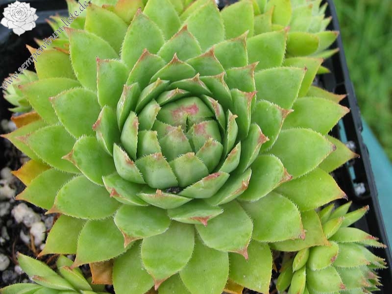 tectorum var. tectorum (alpinum) from Berninapass