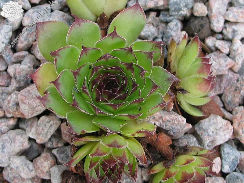 tectorum var. arvernense from Tour de Mertogne