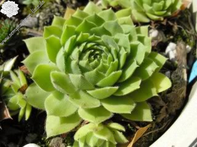 wulfenii ssp. juvanii