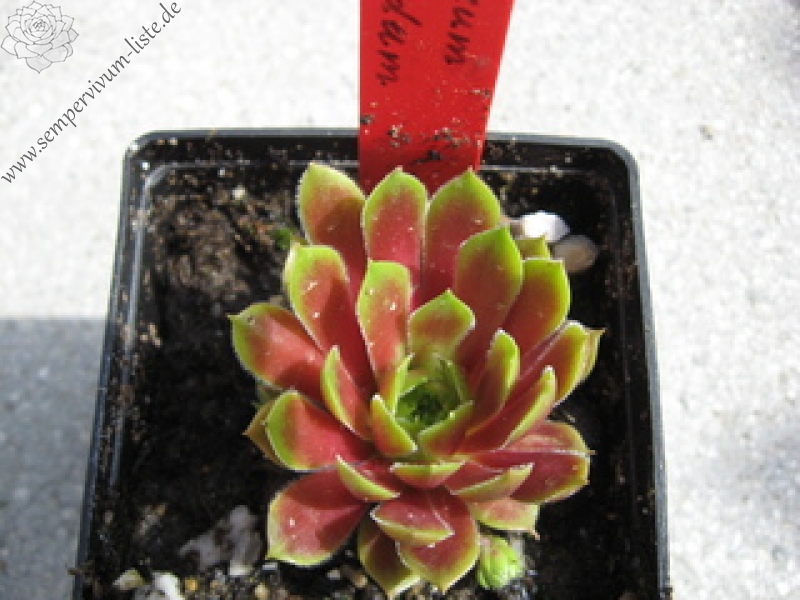 marmoreum ssp. marmoreum (rubicundum)