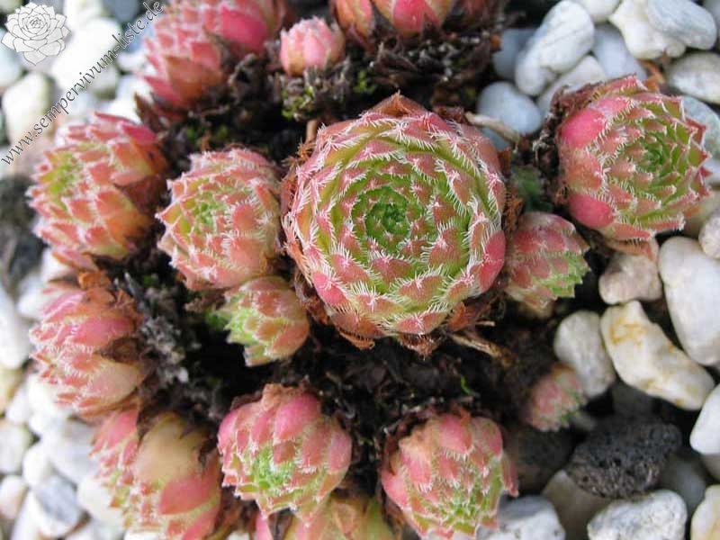 minutum from Penones de San Francisco PH134