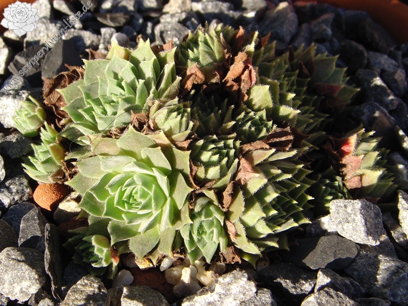 marmoreum ssp. erythraeum