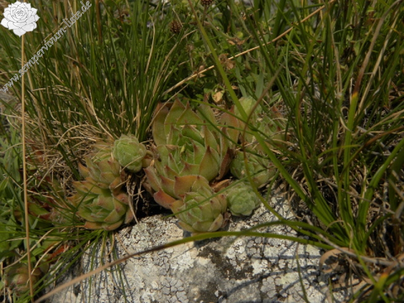 marmoreum ssp. marmoreum from Cheile Turzii (oben)