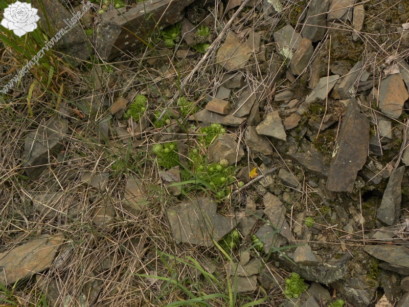 globiferum ssp. globiferum from Bezdružice