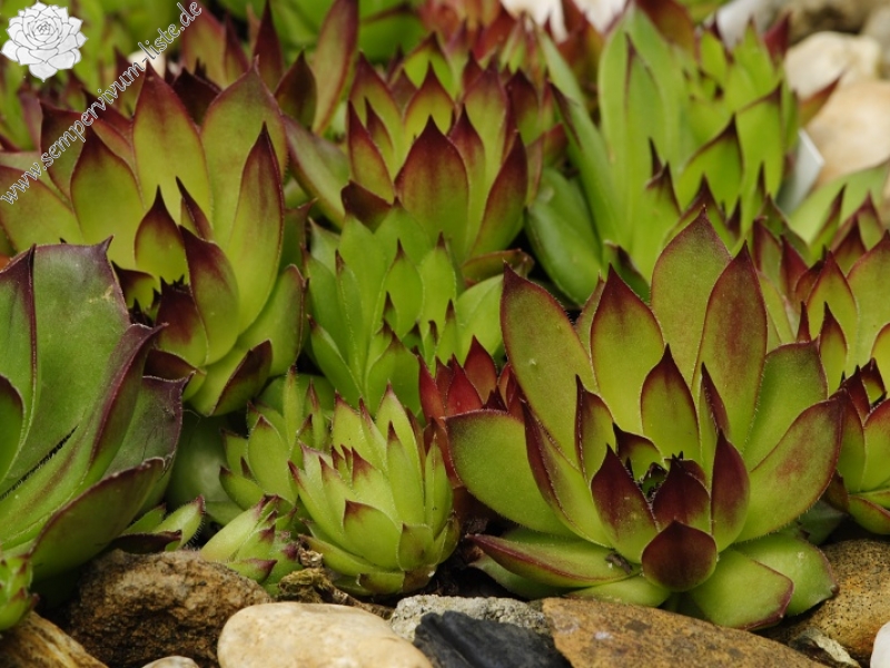 marmoreum ssp. marmoreum from Cheile Turzii (oben)
