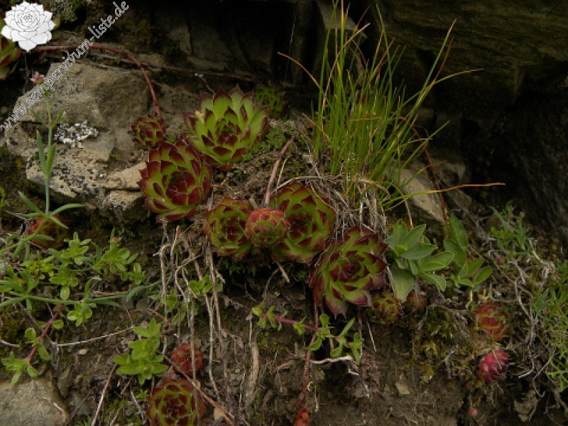 marmoreum ssp. marmoreum from Valušnica (Mitte)