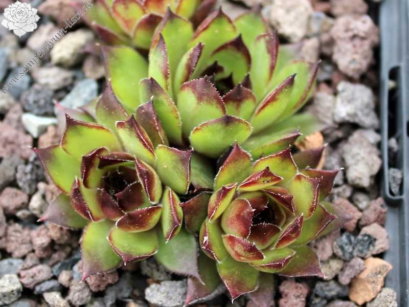 tectorum var. tectorum (triste)