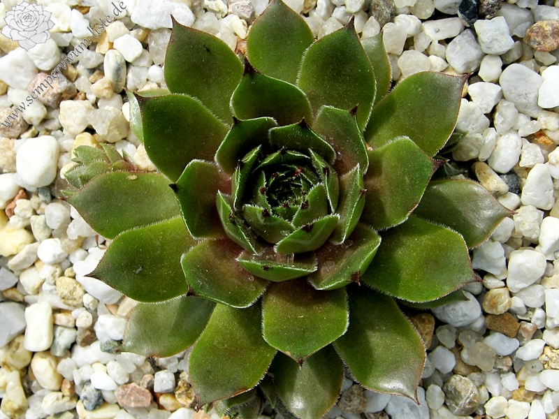 Benala