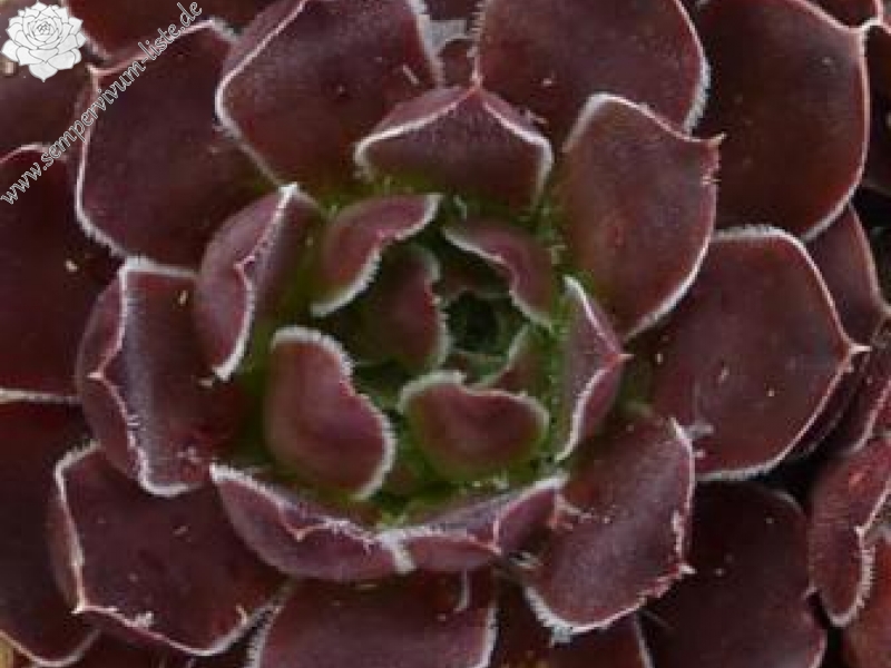 Babuyan Claro / Jovi