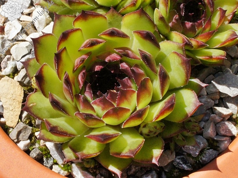 tectorum var. tectorum (triste)