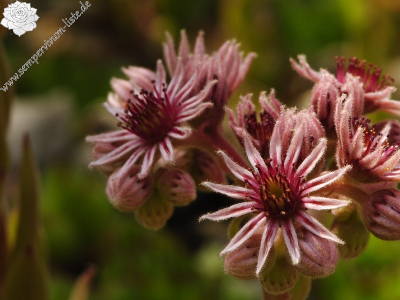 marmoreum ssp. marmoreum from Cheile Turzii (oben)