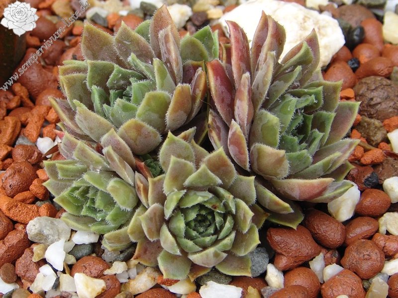 marmoreum ssp. erythraeum
