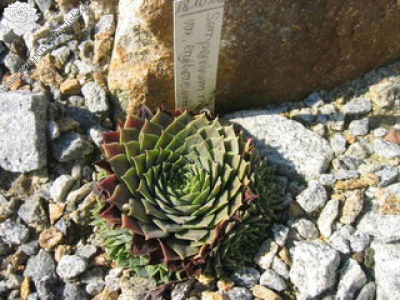 marmoreum ssp. erythraeum