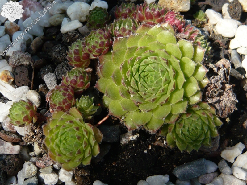 minutum (hirtella)