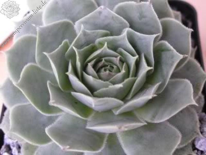 tectorum var. tectorum (decoloratum) from Culoz