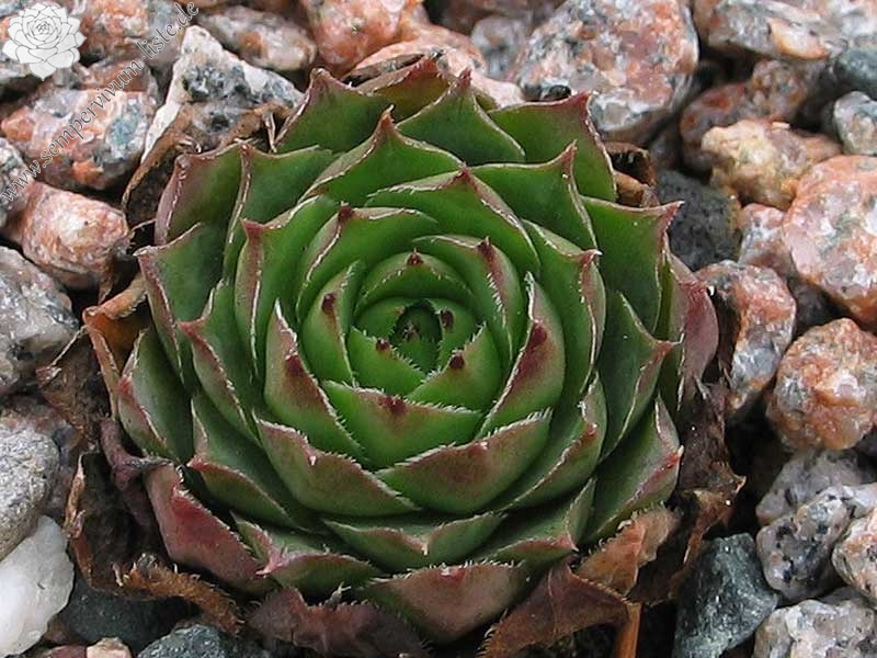tectorum var. tectorum (glaucum) from Tirol