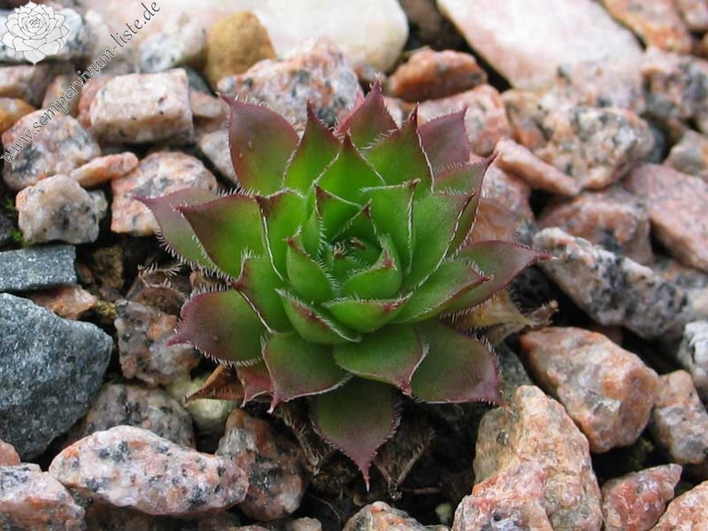 tectorum var. tectorum (juratense)