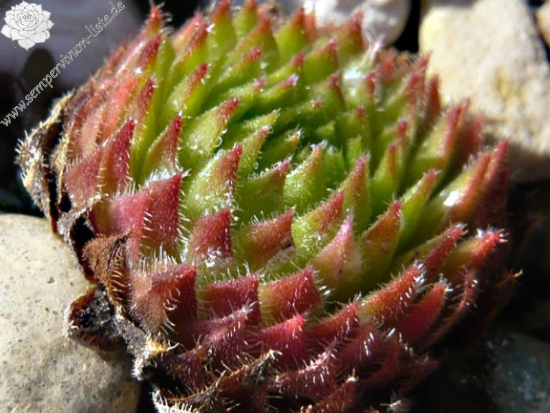 thompsonianum