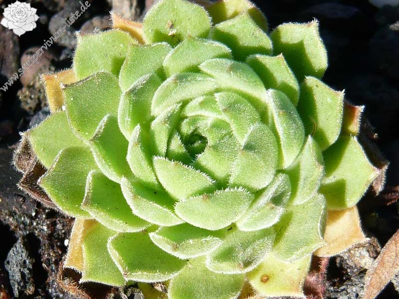 transcaucasicum from Sewansee